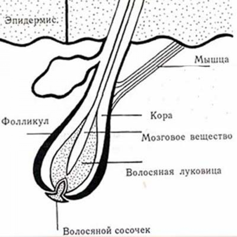 Строение волосяного фолликула схема