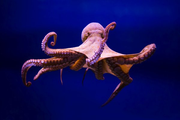 Kraken сайт krakens15 at