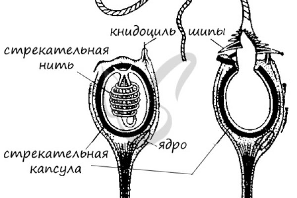 Кракен 15at